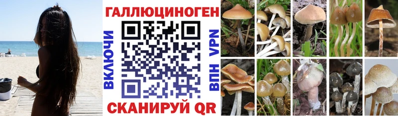 Купить где  Никольское  Галлюциногенные грибы прущие грибы 